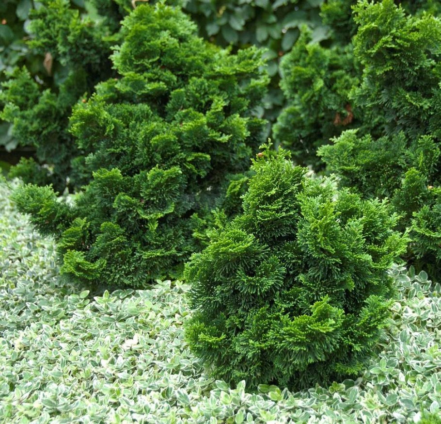 Кипарисовик тупой Нана Грацилис