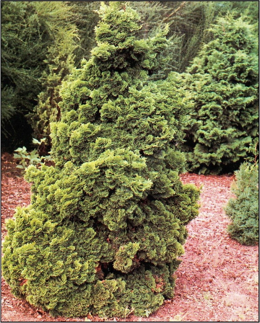 Chamaecyparis obtusa Nana gracilis
