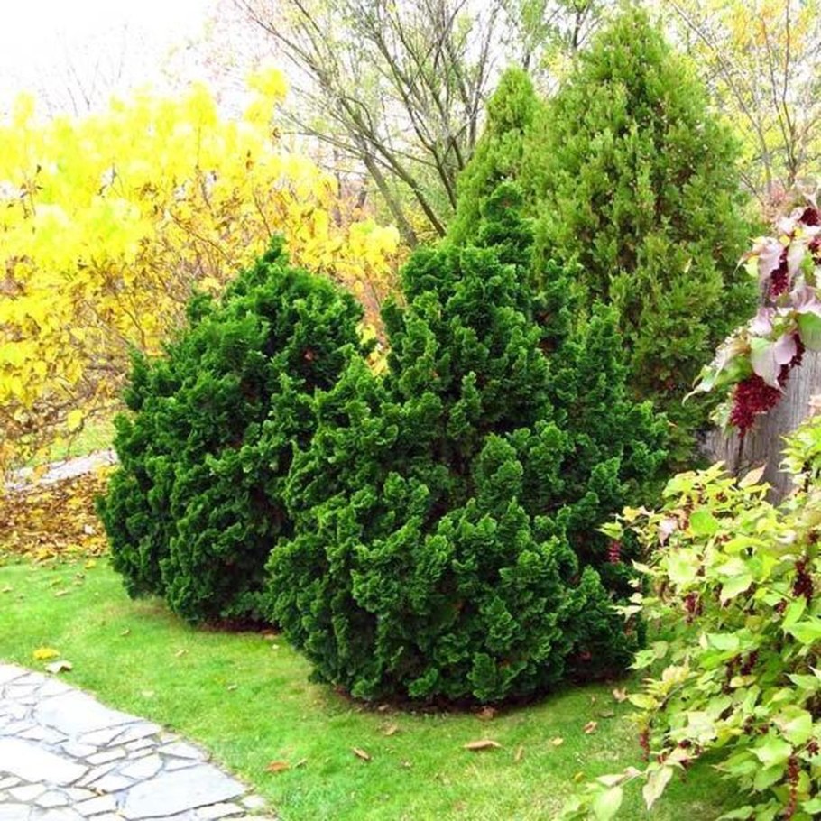 Кипарисовик туполистный Нана Грацилис