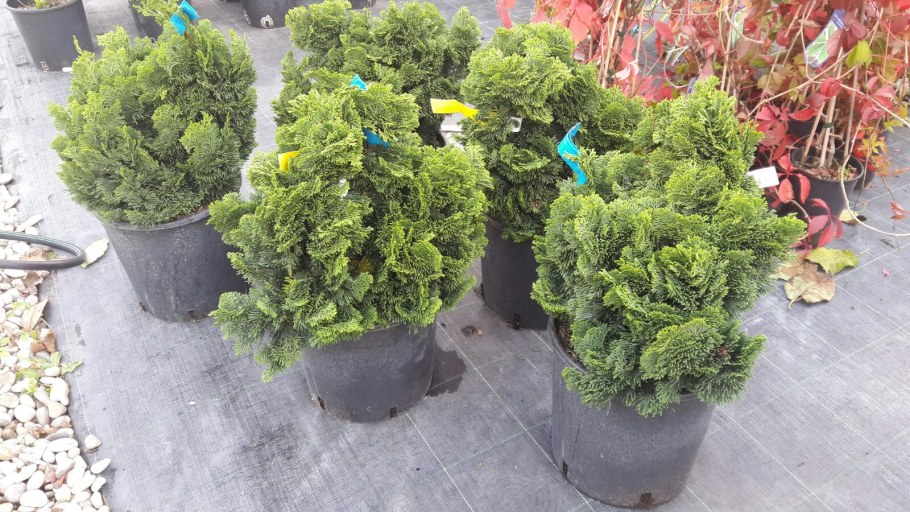 Кипарисовик Нана Грацилис