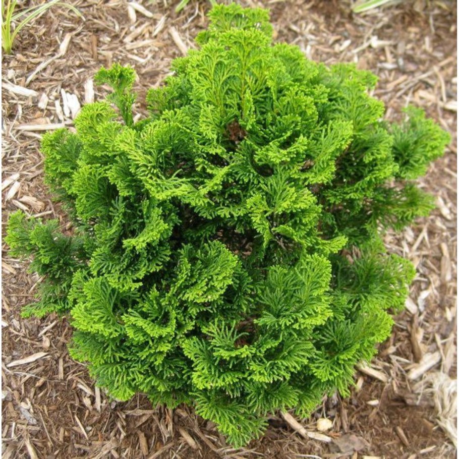 Кипарисовик тупой Нана Грацилис