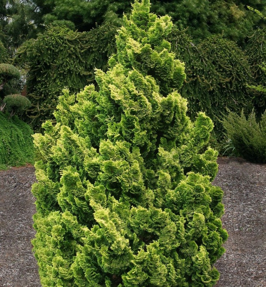 Кипарисовик Голден Фейра