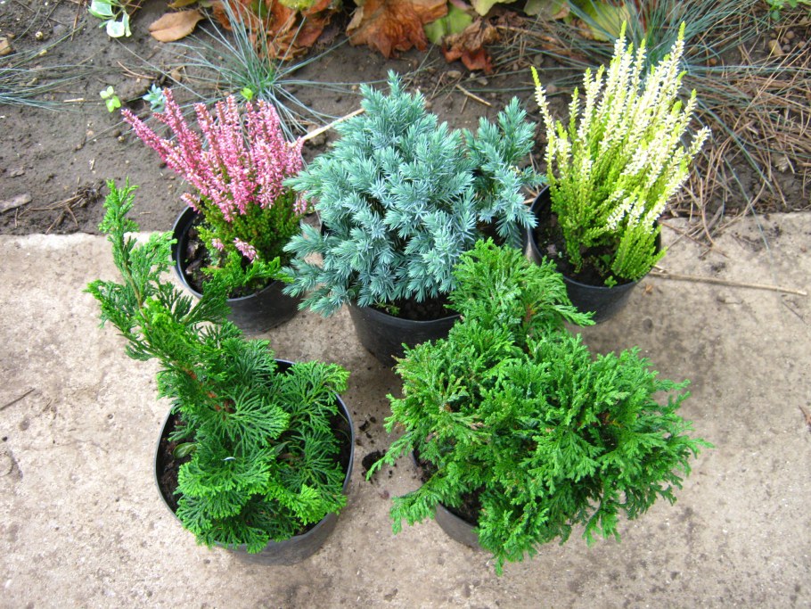 Кипарисовик Вариегата