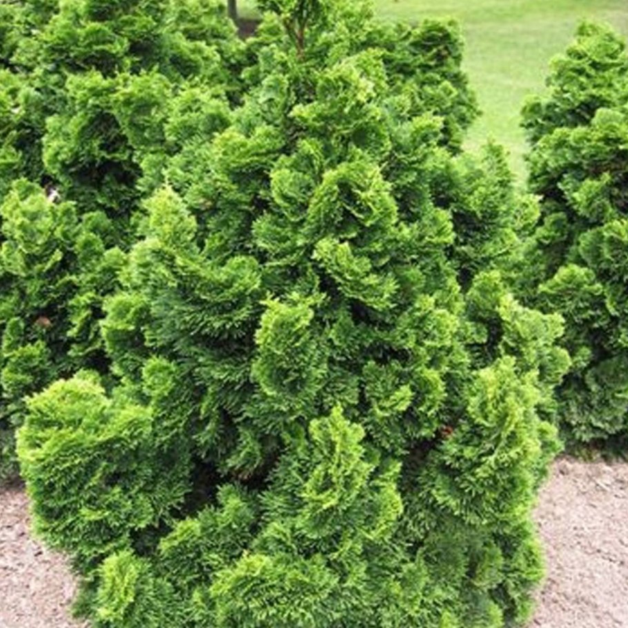 Кипарисовик тупой Нана Ауреа