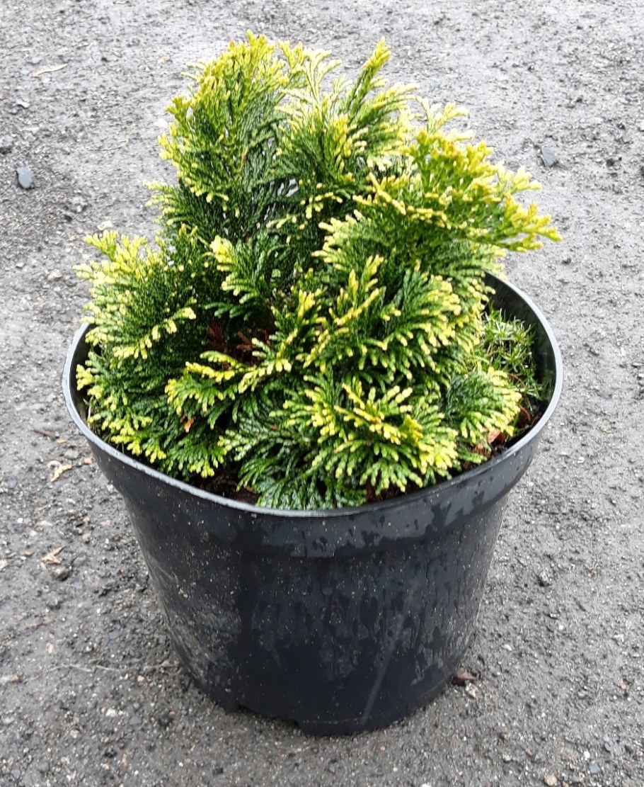 Кипарис Нана Грацилис