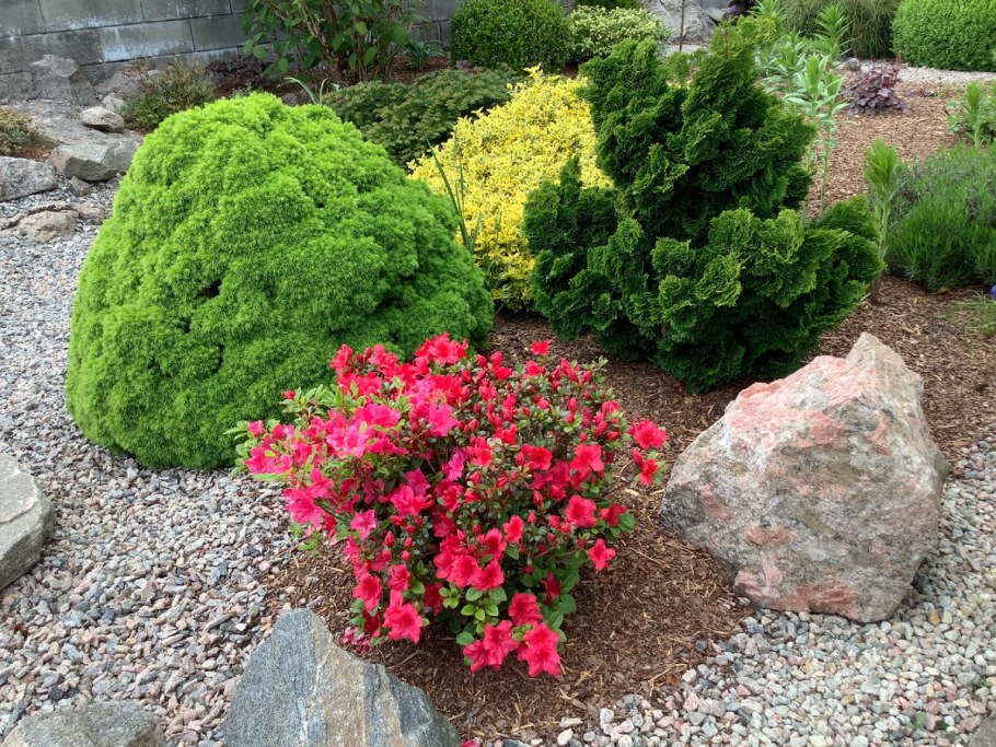 Кипарисовик туполистный Нана Грацилис