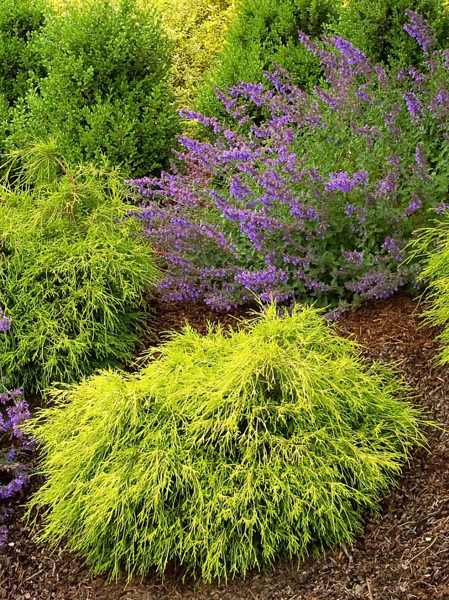 Можжевельник Санголд