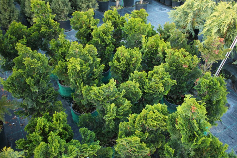 Кипарисовик Стардаст