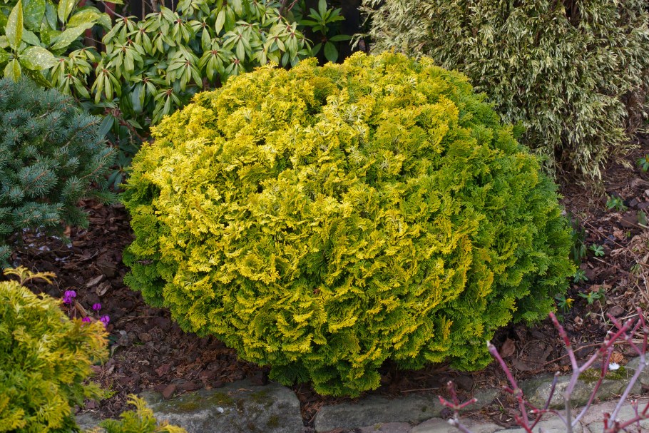 Кипарисовик тупой Нана Ауреа