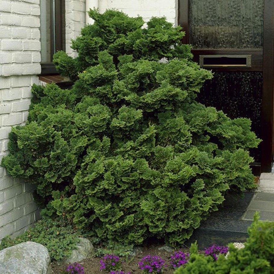 Кипарисовик тупой Нана Грацилис