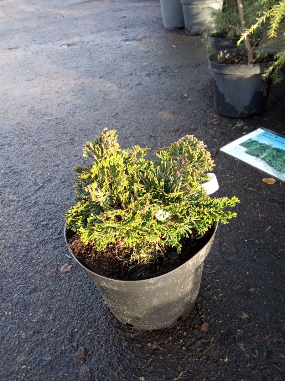 Chamaecyparis obtusa Nana gracilis