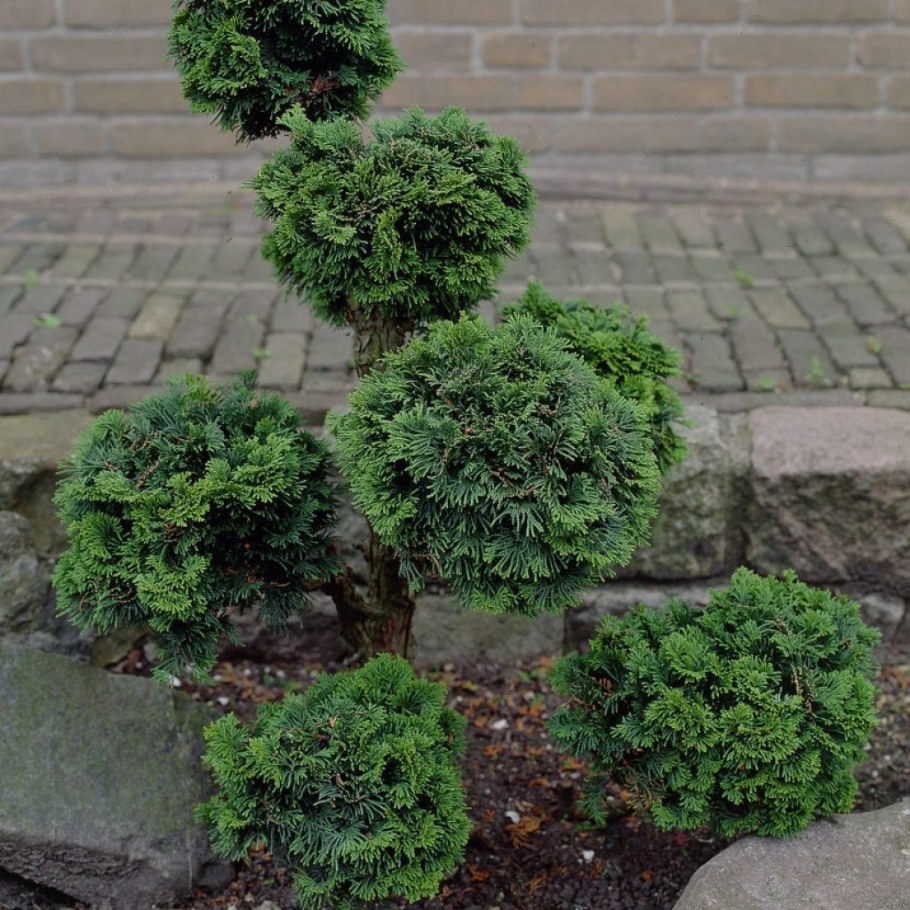 Кипарисовик Нана Грацилис