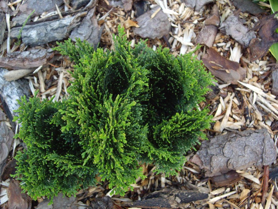 Кипарисовик Нана Грацилис