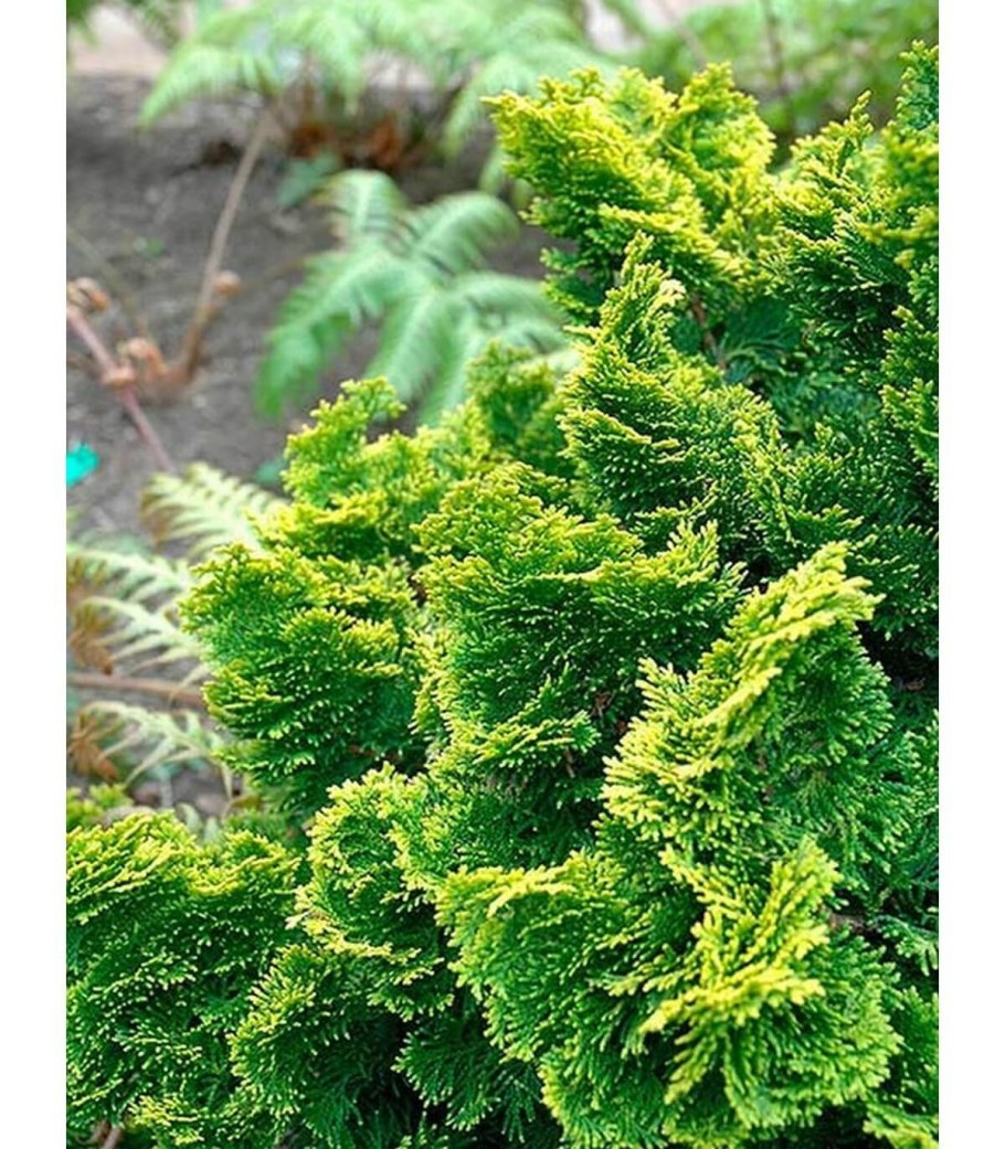 Кипарисовик Лавсона Нана