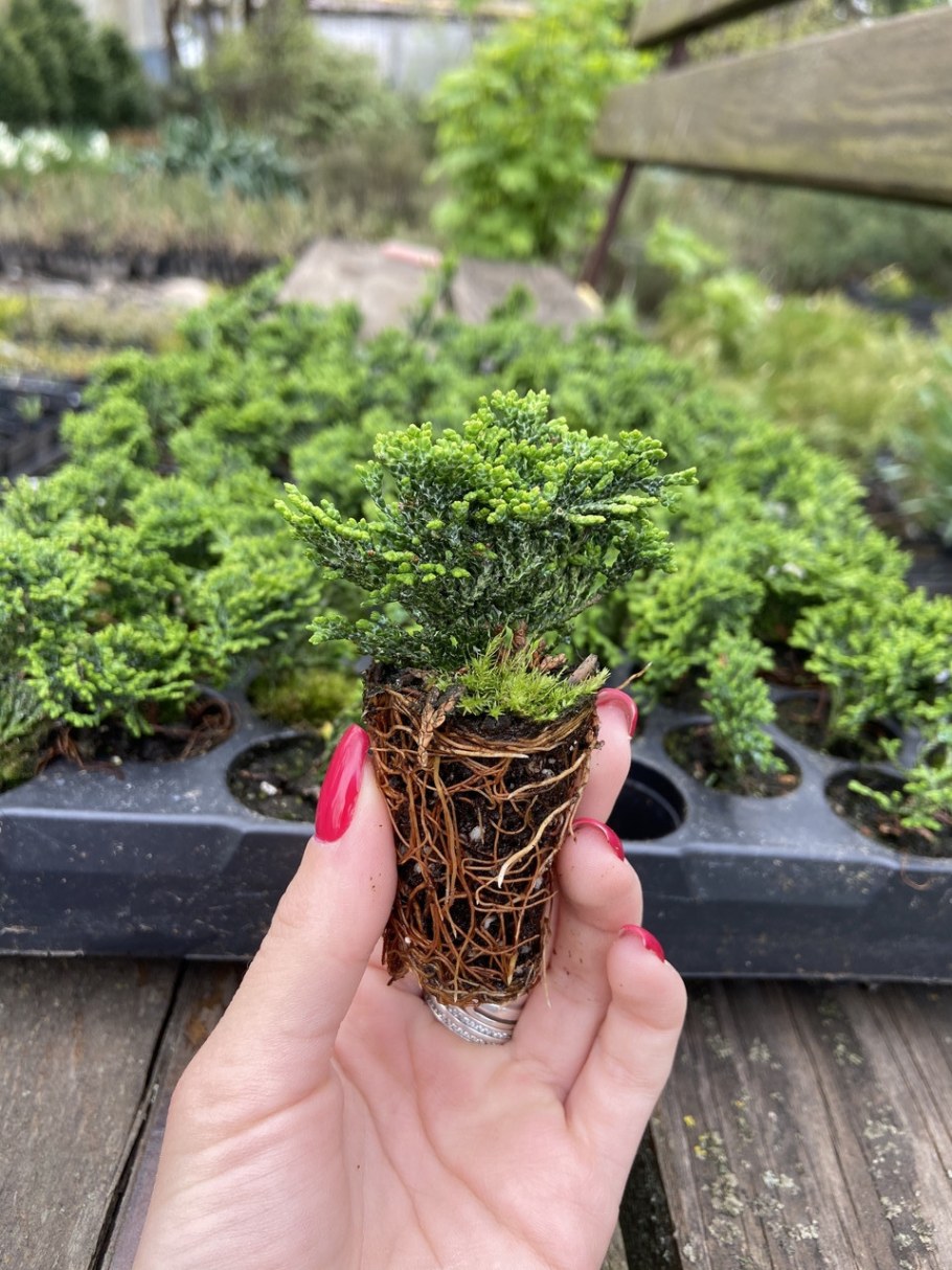 Кипарисовик тупой Нана Грацилис