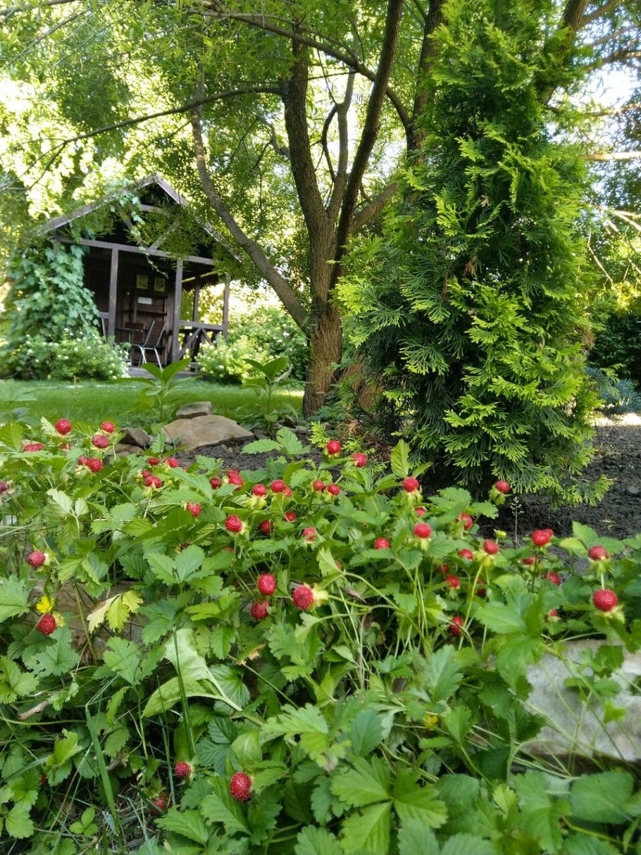 Дюшенея в саду