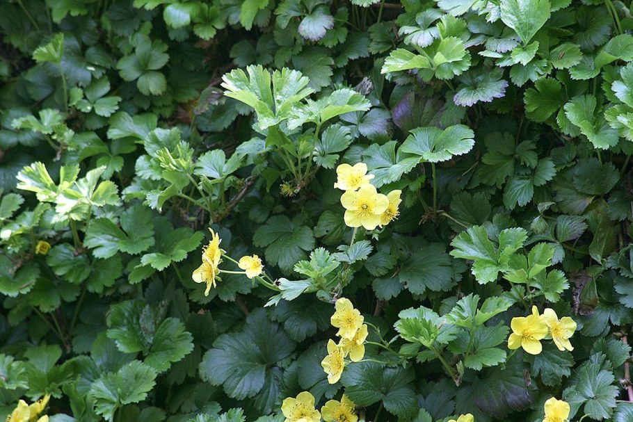 Вальдштейния гравилатолистная