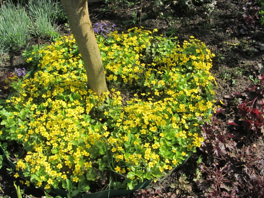 Вальдштейния тройчатая