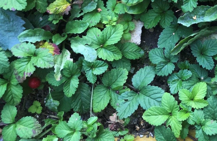 Дюшенея почвопокровная