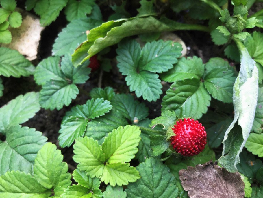 Декоративная земляника дюшенея