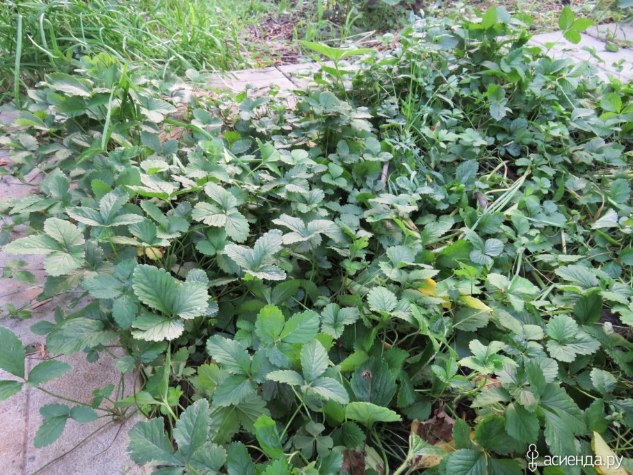 Дюшенея вместо газона