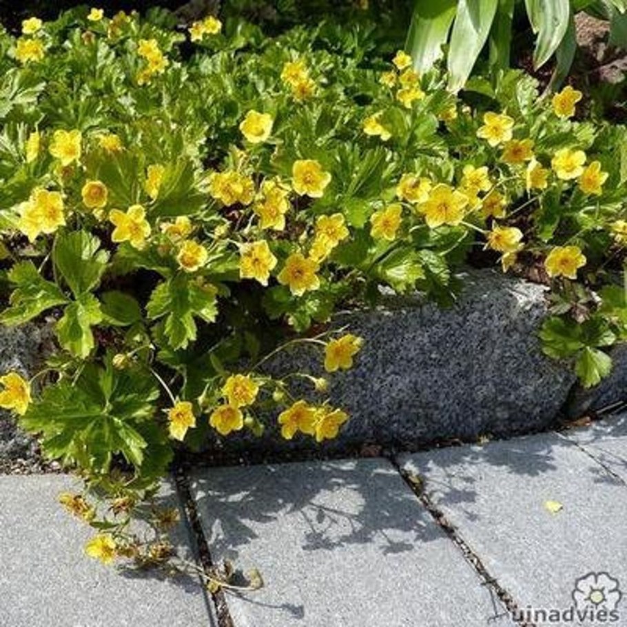 Вальдштейния гравилатовидная