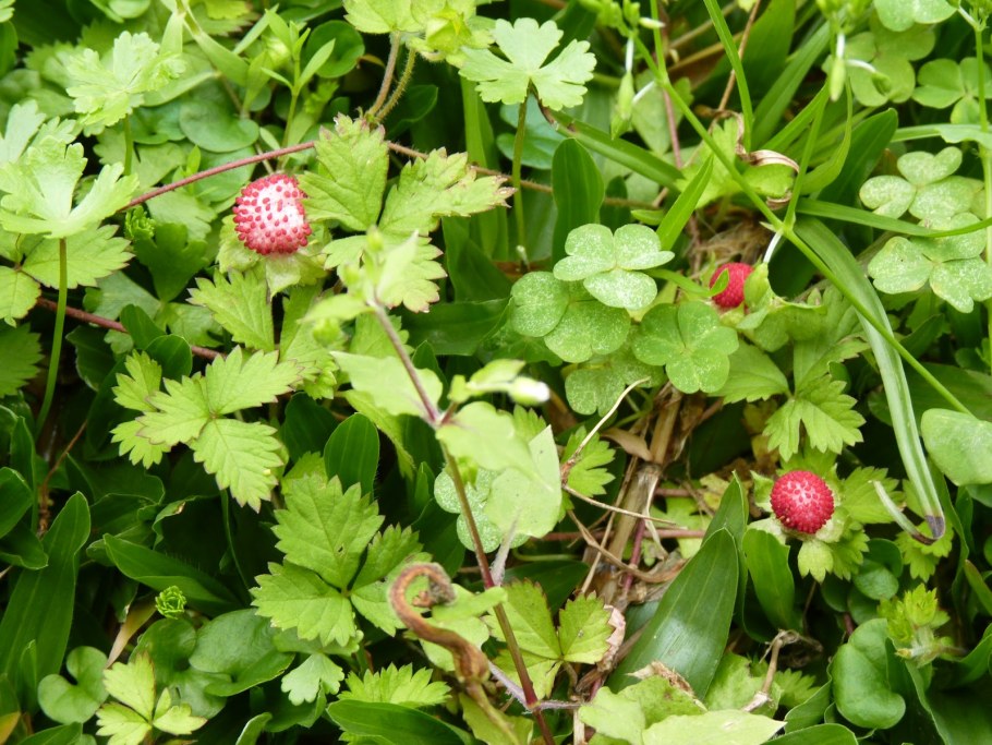 Дюшенея индийская