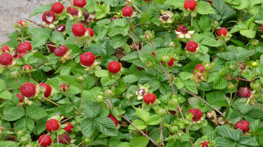 Декоративная земляника дюшенея