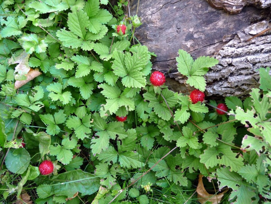 Индийская земляника дюшенея