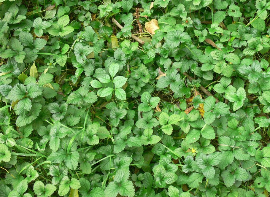 Трава дюшенея