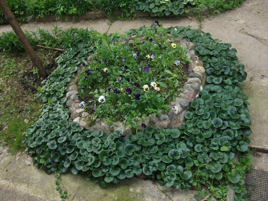 Копытень почвопокровный