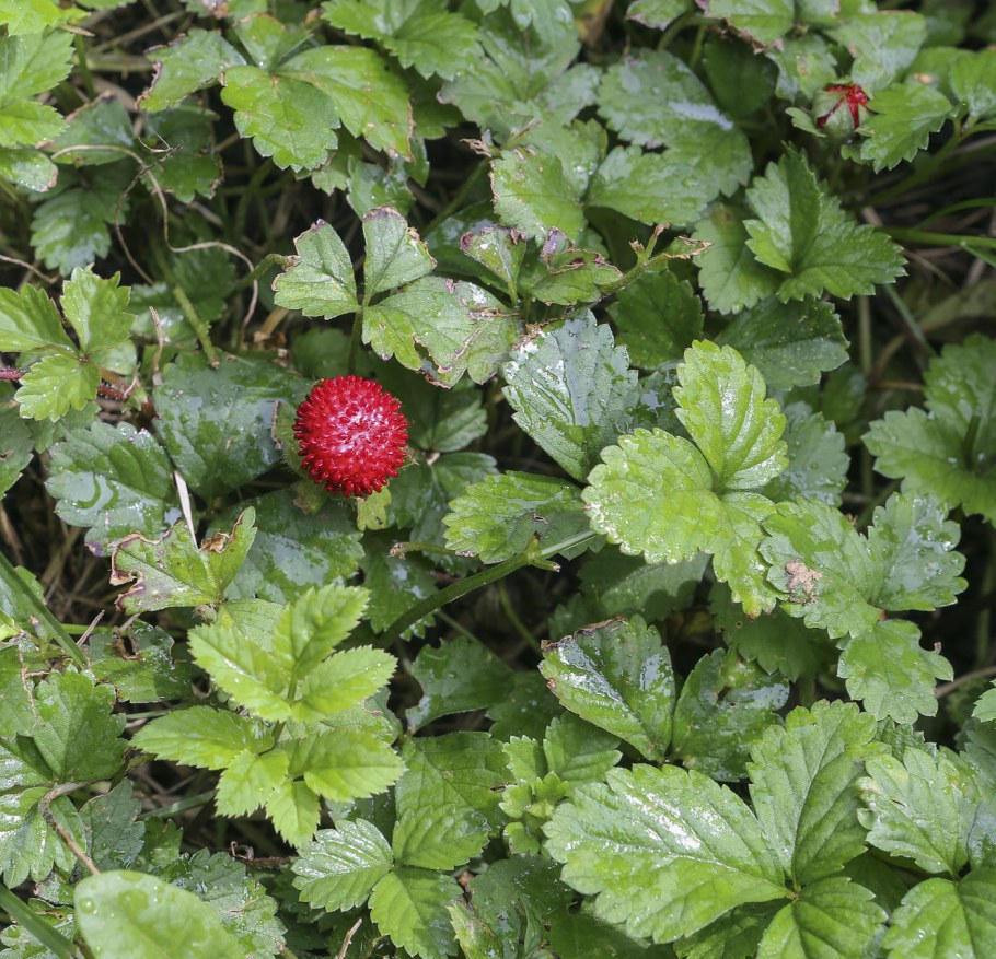 Дюшенея индийская подвесная