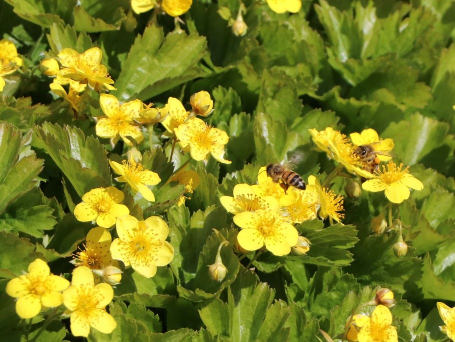 Вальдштейния гравилатовидная