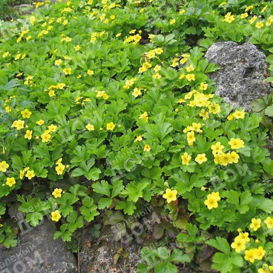 Вальдштейния тройчатая (с2)