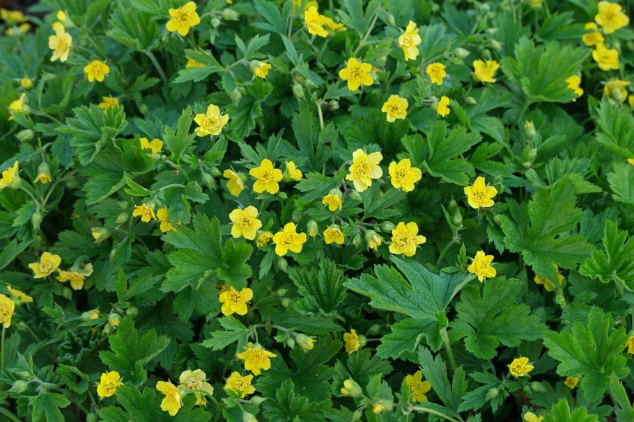 Вальдштейния тройчатая (Waldsteinia ternata)