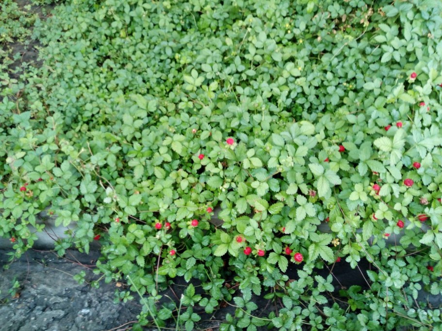 Дюшенея Тутти фрутти