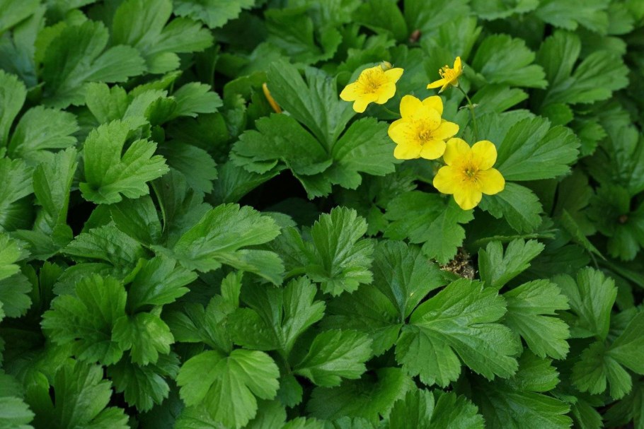 Вальдштейния тройчатая (Waldsteinia ternata)