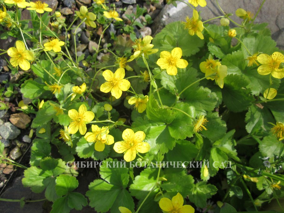 Вальдштейния тройчатая