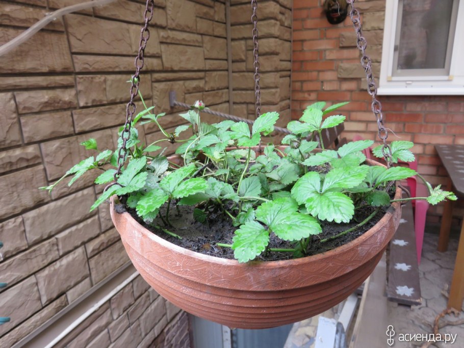 Дюшенея индийская Тутти фрутти