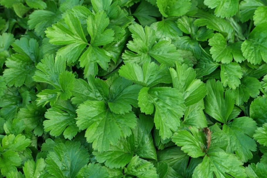 Вальдштейния тройчатая (Waldsteinia ternata)