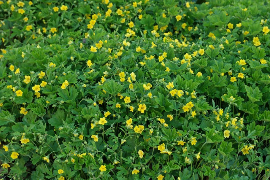 Вальдштейния Терната (тройчатая)