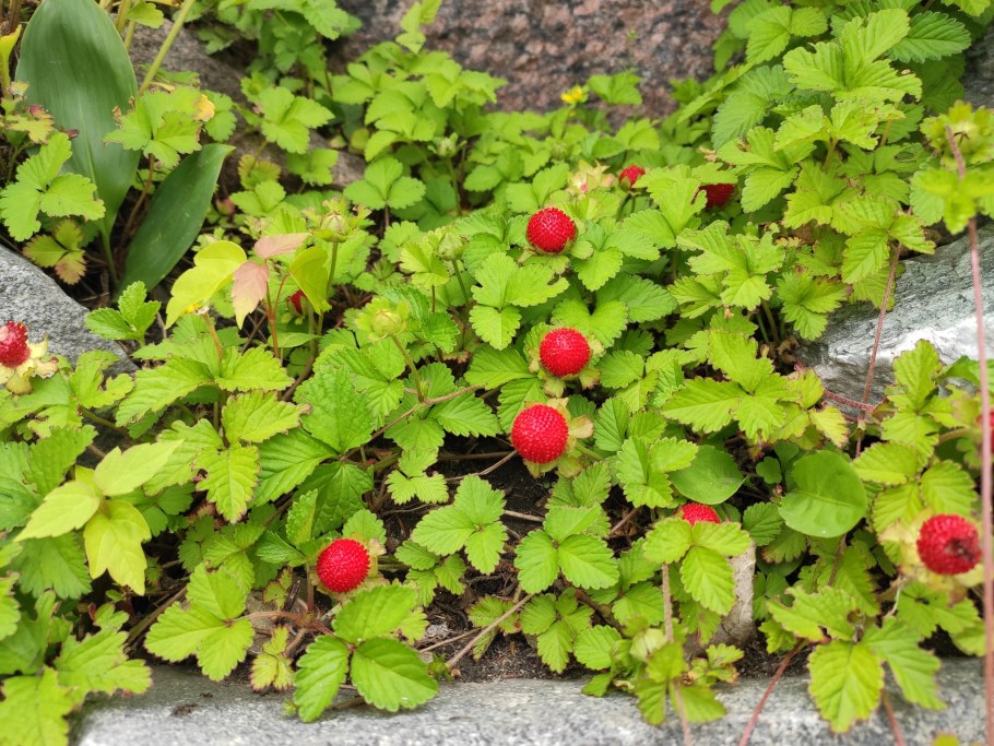 Малина дюшенея