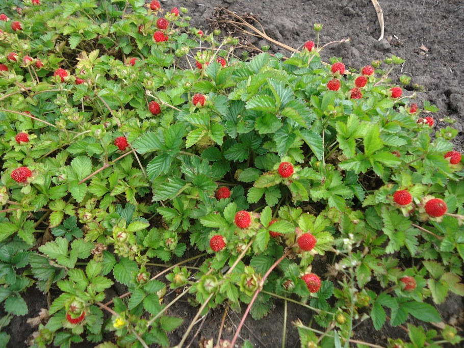 Лапчатка индийская дюшенея