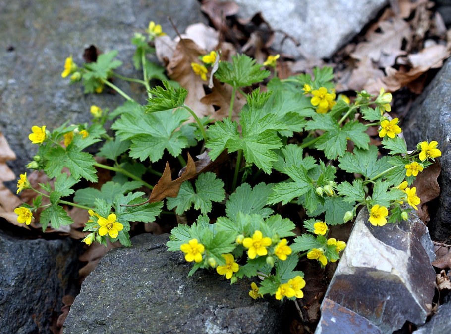 Вальдштейния гравилатовидная