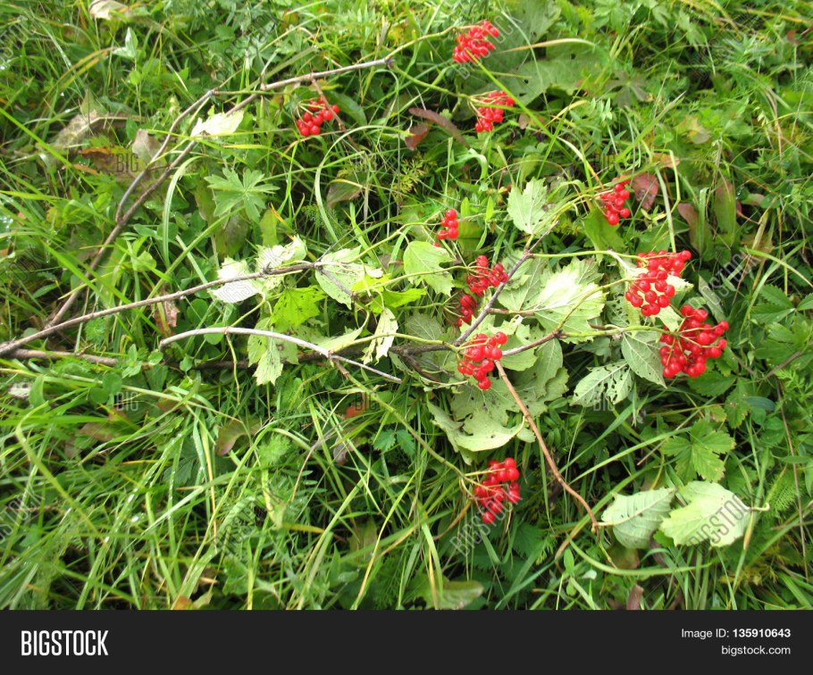 Дюшенея индийская в горшке