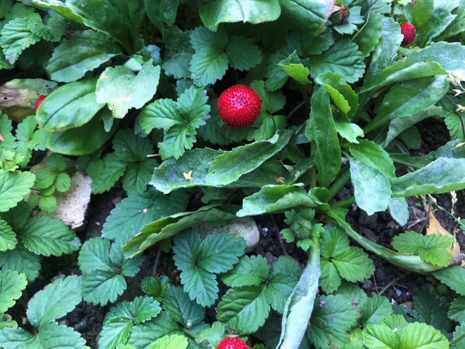 Дюшенея индийская