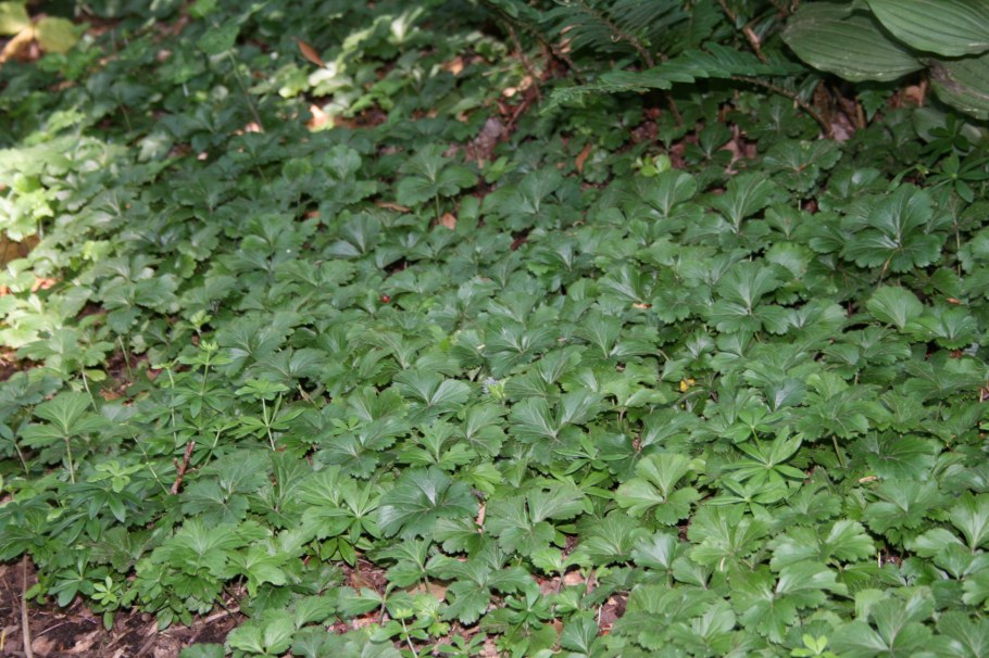 Вальдштейния тройчатая