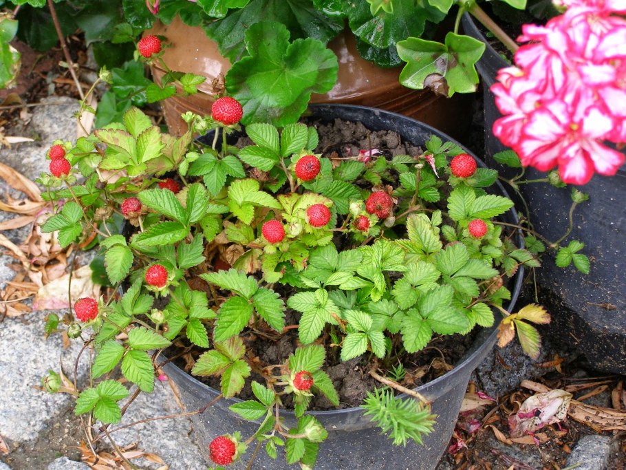 Дюшинея индийская "Тутти фрутти"