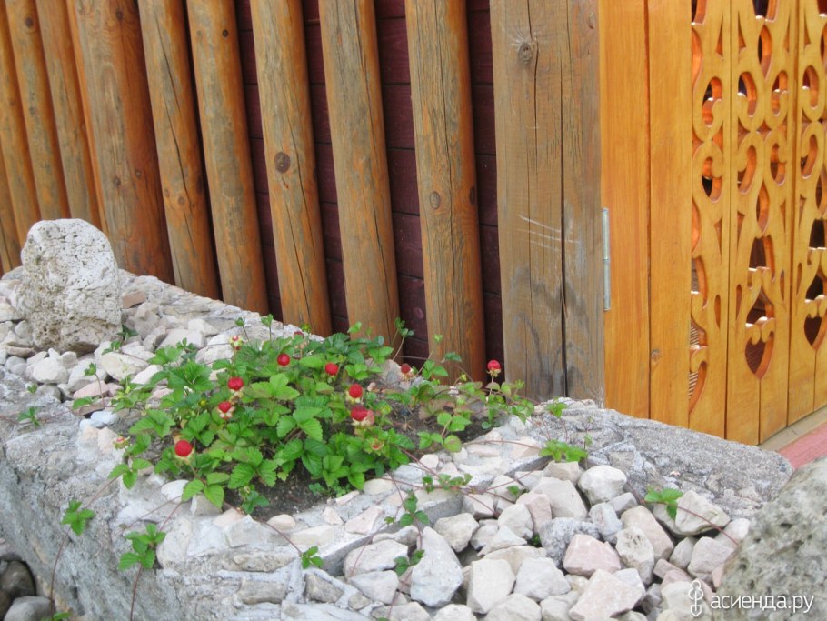 Дюшенея индийская в ландшафтном