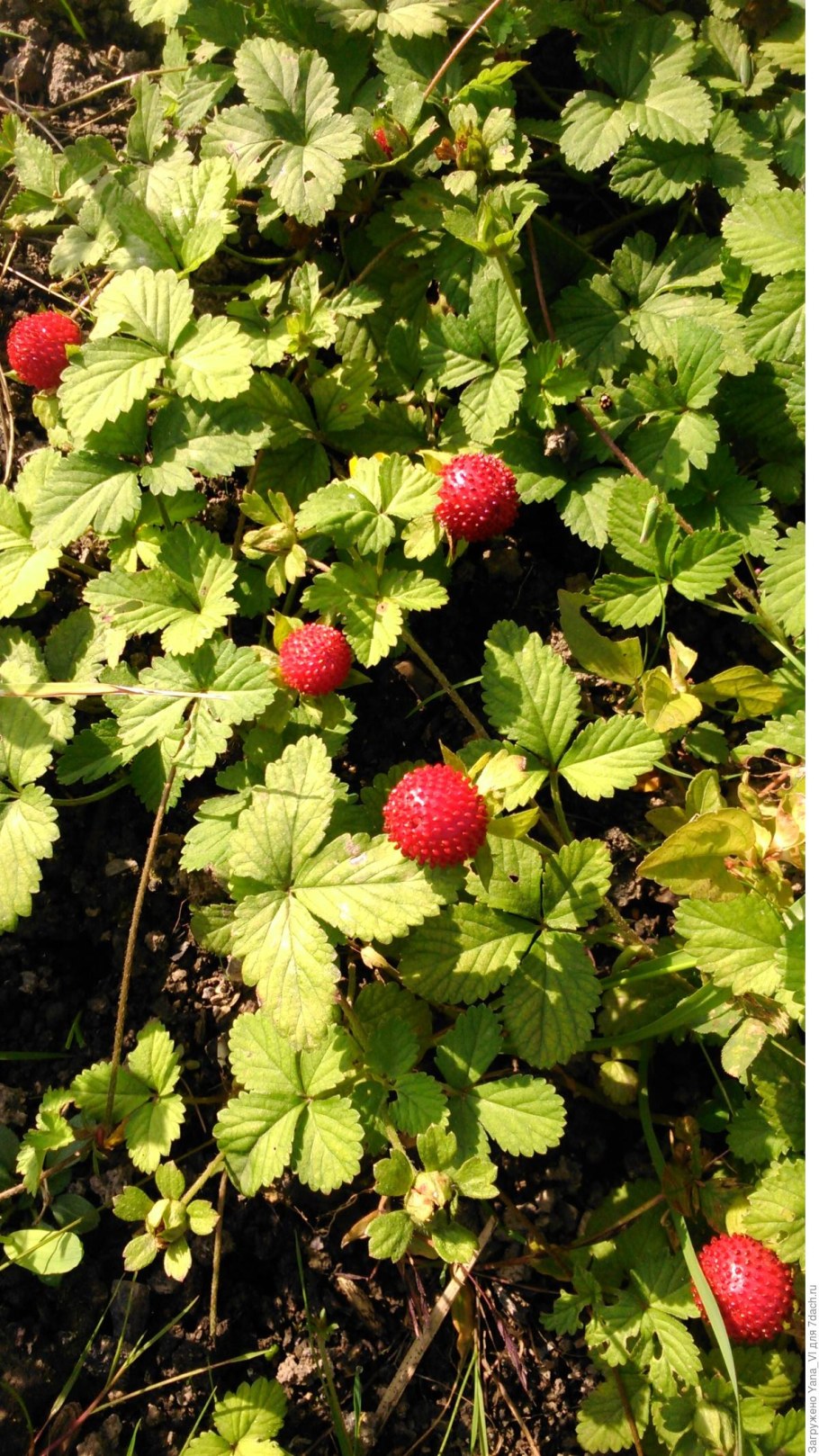 Дюшенея индийская